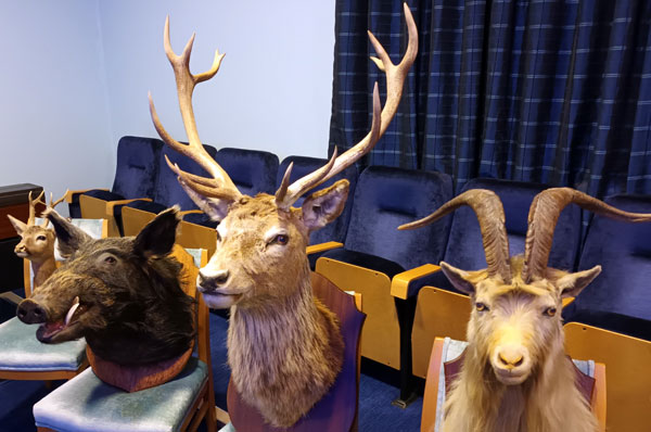 Pictured from left to right, are the other visitors: a roebuck, a wild boar, a red stag and a wild goat.